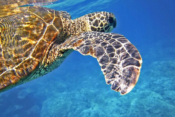 sea turtle, green sea turtle, giant sea turtle-547163.jpg