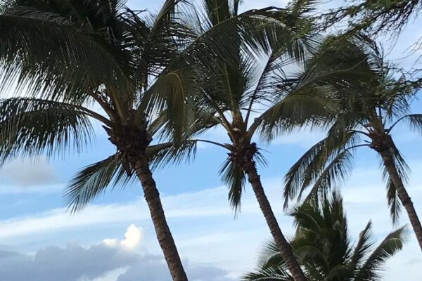 Maui palms