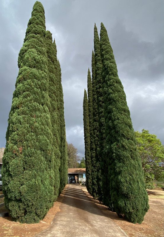 Tree lined drive in Haiku, Maui