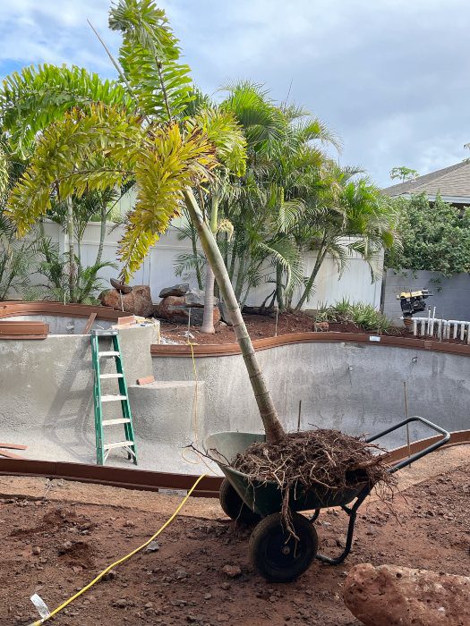Foxtail Palm in a wheelbarrow on the Maui Project