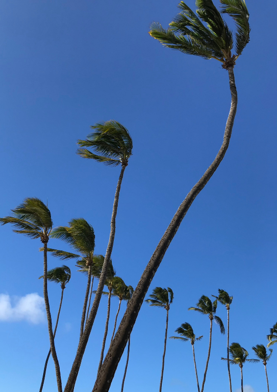 Who Can Taste the Maui Wind?